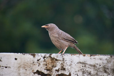 Bird perching on a wall