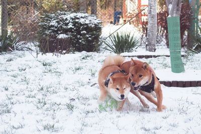 Dog on snow covered field