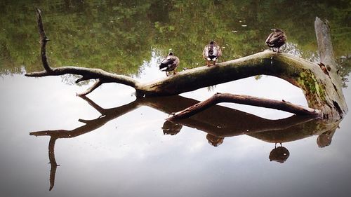 Reflection of trees in water