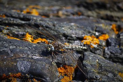 Close-up of insect