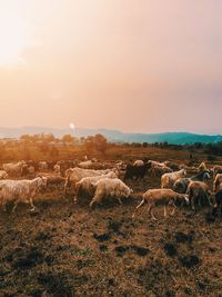 View of sheep on field against sky