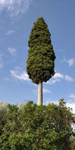 Low angle view of trees against sky