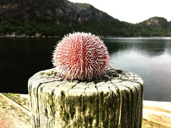 Close-up of fresh plant against lake