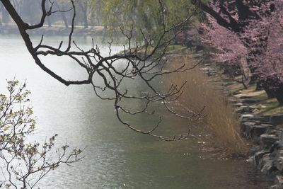 Bare tree by lake