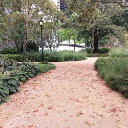 Walkway amidst trees in park