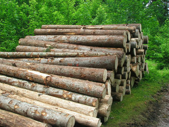 Stack of logs in field