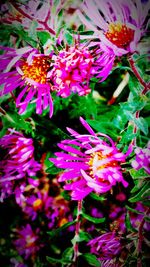 Close-up of purple flower