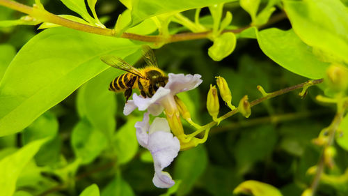 Close-up of bee pollinating on flower