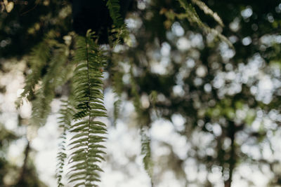 Close-up of pine tree branch