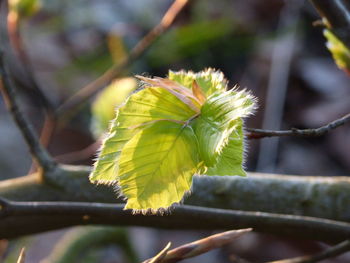 Close-up of plant