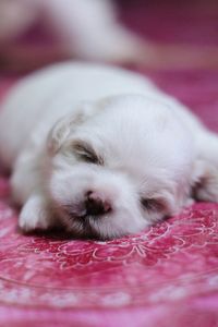 Close-up of dog sleeping