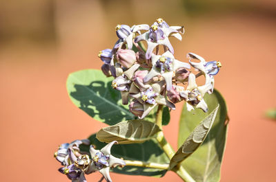 Close-up of butterfly on purple flowering plant