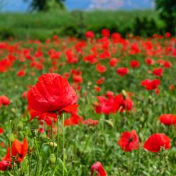 Close-up of red poppy flowers in field