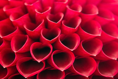 Full frame shot of red flowering plants