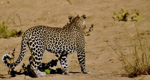 View of a cat on ground