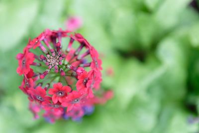 Close-up of red flowers