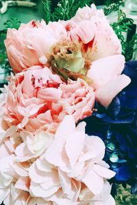 Close-up of rose blooming in garden