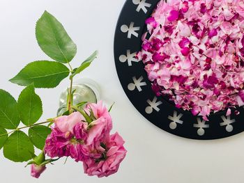 High angle view of pink flowering plant on table