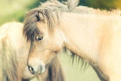 Close-up of a horse