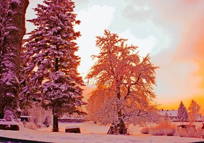 Trees on snow covered landscape during autumn