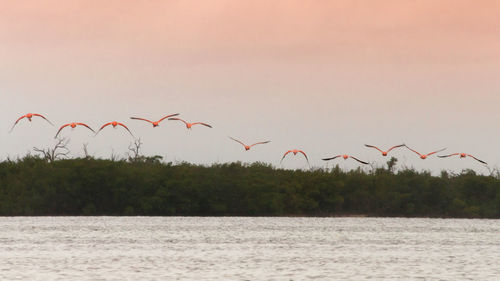 Birds flying over sea against sky