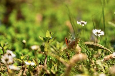 View of flowering plants on field