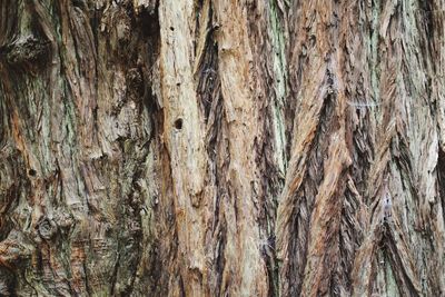 Full frame of tree trunk