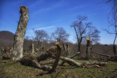 Bare trees on landscape