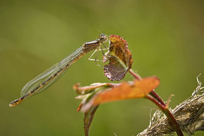 Close-up of insect on plant