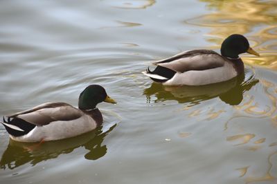 Ducks swimming in lake