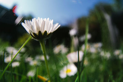 Close-up of white daisy flower on field