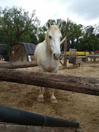 White horse in pen