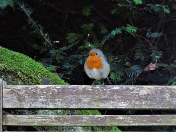 Close-up of bird perching on wood