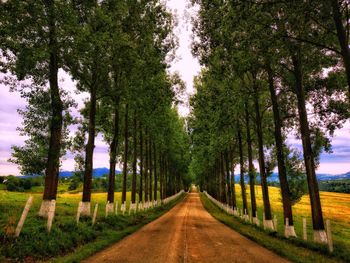 Straight dirt road with trees on the sides