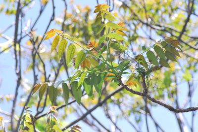 Low angle view of plant growing on tree against sky