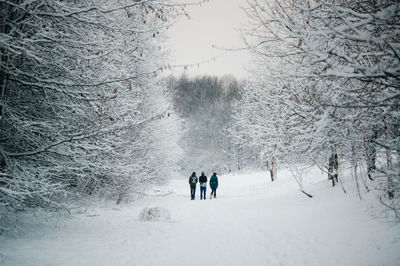 Snow covered trees in park