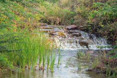 Scenic view of river in forest