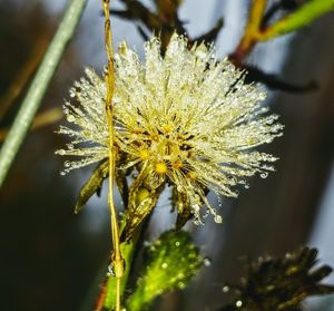 Close-up of flower