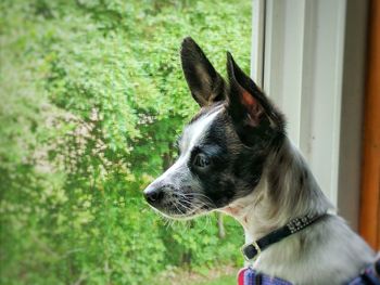 Close-up of dog