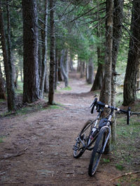 Bicycle on tree trunk in forest