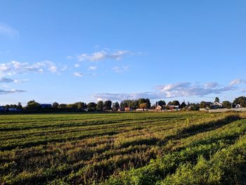 Scenic view of agricultural field against sky