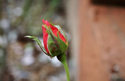 Close-up of red rose flower