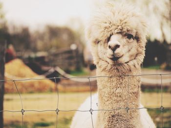 Portrait of cute alpacas on field