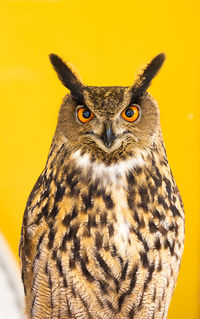 Owl closeup looking at the camera. one animal, nobody, concept for wildness and wildlife