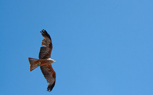 Low angle view of bird flying against clear blue sky