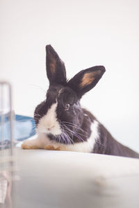 Close-up of rabbit against white background