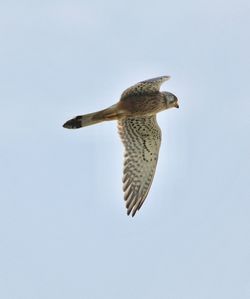 Low angle view of eagle flying against clear sky