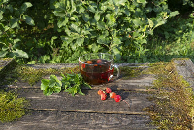Red berries on plant