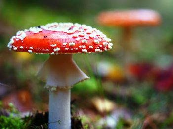 Close-up of fly agaric mushroom on field