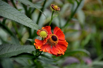 Close-up of red flower blooming outdoors